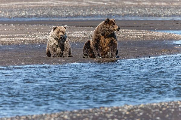 Jones, Adam 아티스트의 Adult female grizzly bear and cub fishing-Lake Clark National Park and Preserve-Alaska작품입니다.